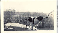 Jerry, the dog standing on a rock