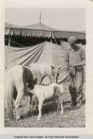 Horses by tent