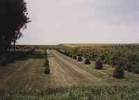 Rows of Small Pine Trees with Hedges near by