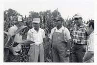 1978  No-till corn tour
