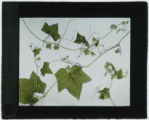 Sicyos angulateo (One-seeded bur cucumber)