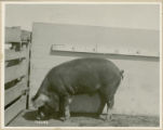 Experiment 326, representative pig #18B, 1930