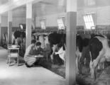 Veterinary treatment of dairy cow, 1930