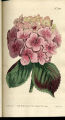 Garden Hydrangea