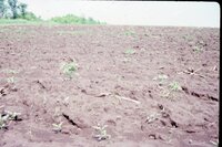 1986 Muddy fields