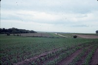 Residue contoured crops on the farm of Fred Conley.