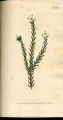 Great-flowered Passerina