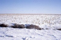Snow in winter cover.