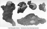 Pleistocene Fauna, loess fossils, Iowa, late 1890s or early 1900s