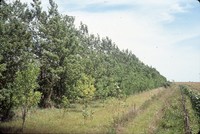 Windbreak on Tom Hueser's farm.