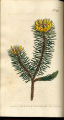 Scaly Pultenaea