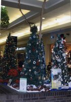 Christmas Tree displays