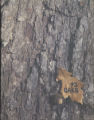 1975 Yearbook