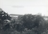 Trees overlooking river