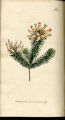 Porcelain Heath, Heather