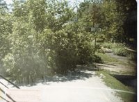 Green Trees Surround Trail