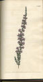 Downy-flowered Heath