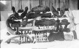 Pleistocene Fauna, fossil bones, Pisgah and Missouri Valley, Iowa, late 1890s or early 1900s