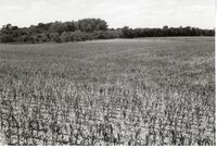 Spindly corn in field