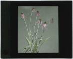Echinacea purpurea (Coneflower) specimen