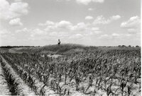 Man stands in grassy field