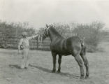 Percheron draft horse, 1930