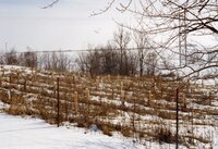 1995 Winter scene of newly planted trees on Tim Taffe Farm