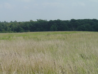 2007 Jack Strawhacker photos of grasses