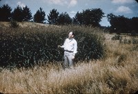 Reeds canary grass.