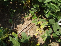2007 Woodchip residue in fields