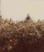 Unidentified trees in Plymourh County, Iowa