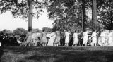 May Day Celebration