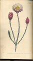 Superb Xeranthemum