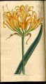 Golden Amaryllis, Golden Hurricane Lily, Golden Spider Lily