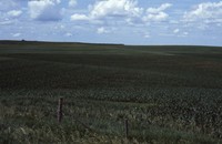 Conservation progress on Jim Fassler's farm.