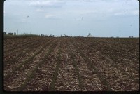 No Till Crops on Jared Herbert's Farm.