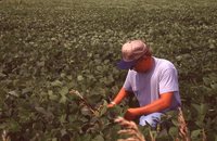 Crop Inspection.