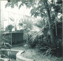 Student inspecting plants in a greenhouse, The University of Iowa, 1950s