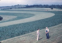 Strip cropping 