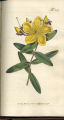 Chinese St. John's-wort