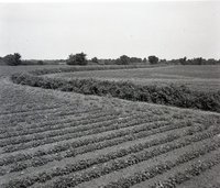 Bean Field with Grass and Shrubs