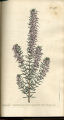 Mediterranean Heath