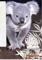 Koala Bear Postcard
