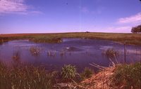 Geese on a Farm Pond.