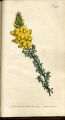 Leafy Cytisus