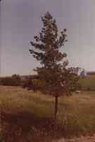 Unidentified trees in Plymourh County, Iowa