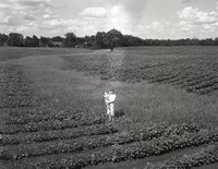 Young Girl Stands in Cornfield