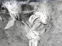 Old Mill, Corn, &amp; Milkweed Shots 