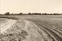 Rows of Beans in Contoured Field Separated by Shrubs