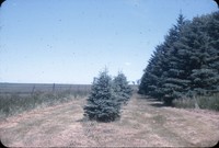 Windbreak on the Chapman farm.